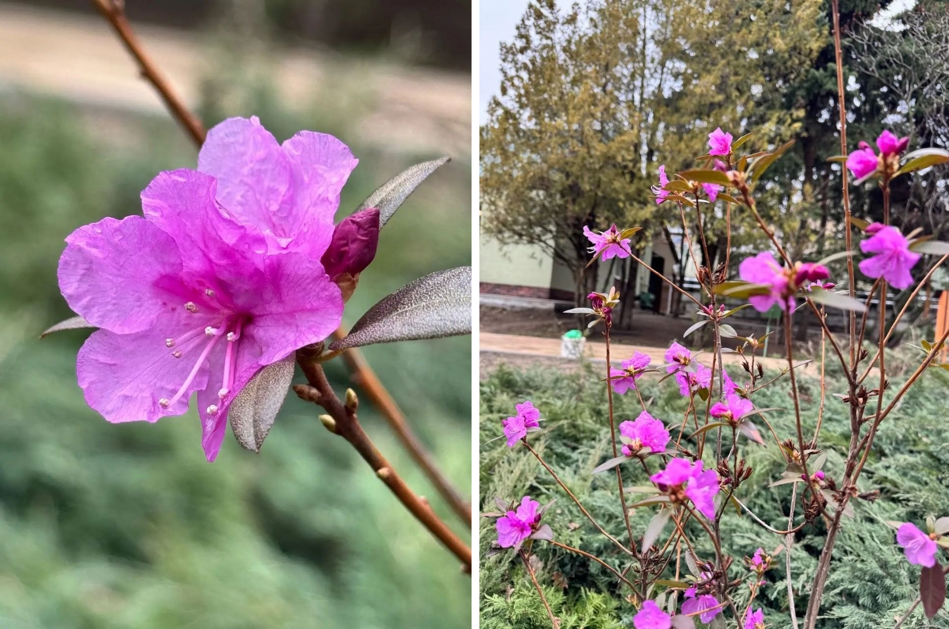 Саратовцев приглашают полюбоваться цветущим рододендроном из Даурии